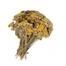 Çivan Perçemi 1 Bağ