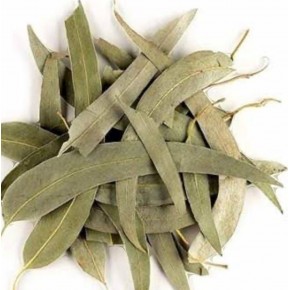 Okaliptus Yaprak 100 gr